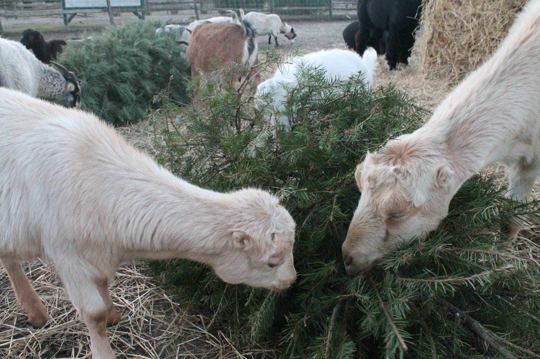 pampered pup luxury pet resort